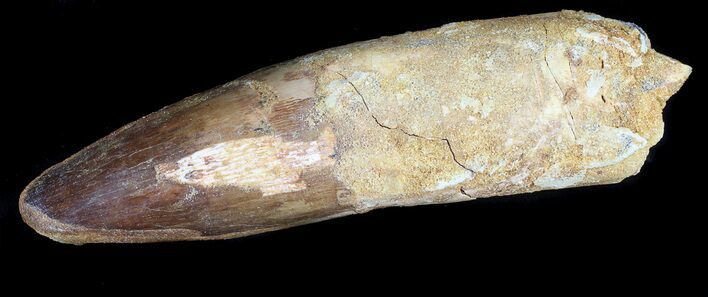 Rooted Spinosaurus Tooth #36111